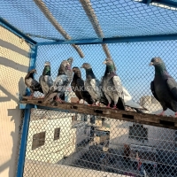 teddy-and-qasoori-breeding-pigeons-for-sale-lahores-lahore