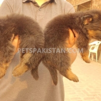 non-pedigree-long-coat-puppies-for-sale-german-shepherd-lahore-4