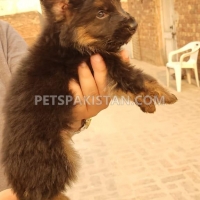 non-pedigree-long-coat-puppies-for-sale-german-shepherd-lahore-5