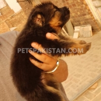 non-pedigree-long-coat-puppies-for-sale-german-shepherd-lahore-6