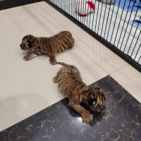 tiger-cubs-for-sale-tiger-karachi-2