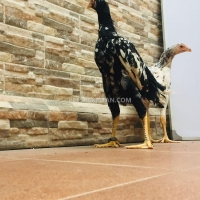 king-size-o-shamos-available-for-sale-stag-karachi-6