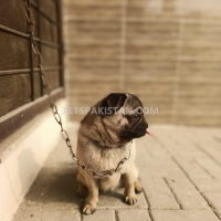 female-pug-9-months-pug-islamabad-4