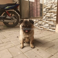 female-pug-9-months-pug-islamabad-5