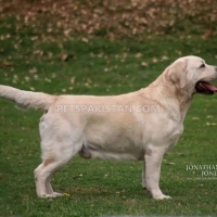 labrador-female-pedigree-pup-labrador-retriever-rawalpindi-cantt-6