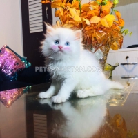 pure-persian-kitten-blue-eye-persian-cats-karachi-6