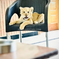 african-lion-loin-mandi-bahauddin-2