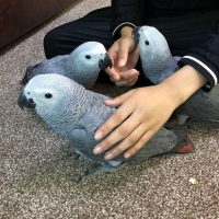 healthy-trained-and-tamed-parrots-and-fertile-parrots-eggs-for-sale-whatsapp-1-240-232-6591-african-grey-parrot-jhang