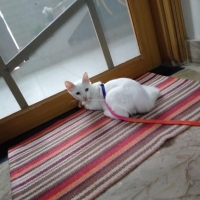 trade-cat-persian-cats-karachi