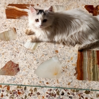 persain-kittens-persian-cats-karachi-2