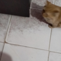 persian-cat-persian-cats-hyderabad-6