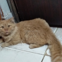 persian-cat-persian-cats-hyderabad-2