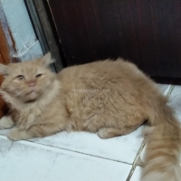 persian-cat-persian-cats-hyderabad-4