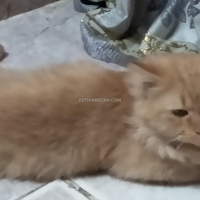 persian-cat-persian-cats-hyderabad-3