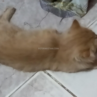 persian-cat-persian-cats-hyderabad-5