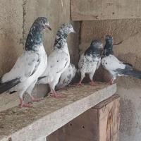 teddy-pigeon-per-piece-1500-barb-karachi-3