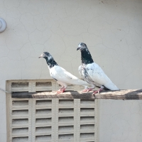teddy-and-qasoori-breeding-pigeons-for-sale-lahores-lahore-5