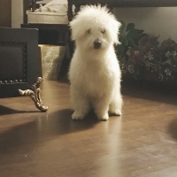 mrsrai-poodle-lahore-cantt