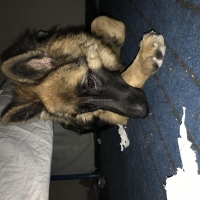 8-months-old-german-shepherd-for-sale-in-bahawalpur-german-shepherd-bahawalpur-2