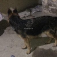 8-months-old-german-shepherd-for-sale-in-bahawalpur-german-shepherd-bahawalpur-3