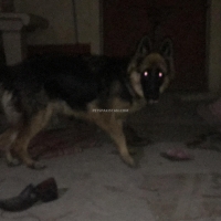 8-months-old-german-shepherd-for-sale-in-bahawalpur-german-shepherd-bahawalpur-4