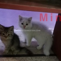 kittens-for-sale-persian-cats-lahore