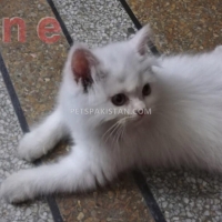 kittens-for-sale-persian-cats-lahore-3