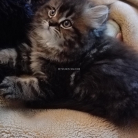 male-persian-kitten-persian-cats-islamabad