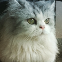 female-persian-tripple-coated-cat-persian-cats-lahore