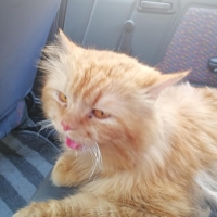 persian-3-coated-male-cat-for-sale-persian-cats-khan-pur