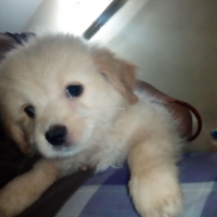 toy-breed-poodle-puppies-for-sale-poodle-karachi