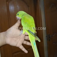 fully-hand-tammed-green-ring-neck-indian-ringneck-karachi-2