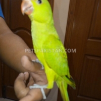 fully-hand-tammed-green-ring-neck-indian-ringneck-karachi