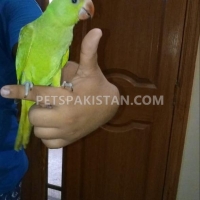 fully-hand-tammed-green-ring-neck-indian-ringneck-karachi-3
