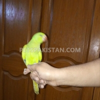 fully-hand-tammed-green-ring-neck-indian-ringneck-karachi-4