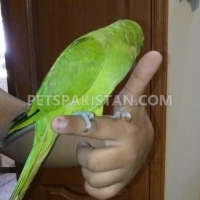 fully-hand-tammed-green-ring-neck-indian-ringneck-karachi-5