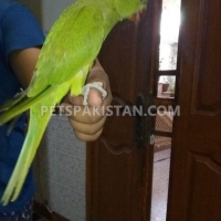 fully-hand-tammed-green-ring-neck-indian-ringneck-karachi-6