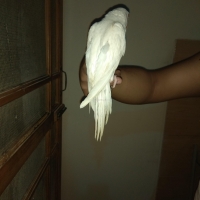 white-ringneck-parrot-chick-indian-ringneck-karachi-3