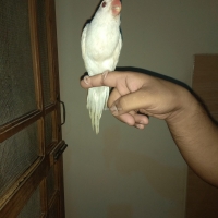 white-ringneck-parrot-chick-indian-ringneck-karachi-2