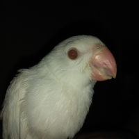 white-ringneck-parrot-chick-indian-ringneck-karachi-4