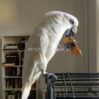 umbrella-cockatoo-male-parrot-friendly-cockatoos-karachi