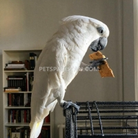 umbrella-cockatoo-male-parrot-friendly-cockatoos-karachi