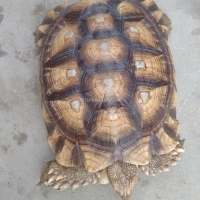 tortoise-for-sell-tortoises-karachi-3