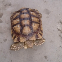 tortoise-for-sell-tortoises-karachi-2