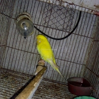 exhibition-red-eye-female-australian-budgies-rawalpindi-3
