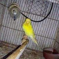 exhibition-red-eye-female-australian-budgies-rawalpindi-4