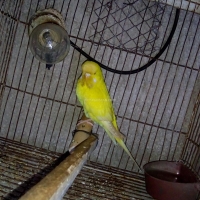 exhibition-red-eye-female-australian-budgies-rawalpindi-8