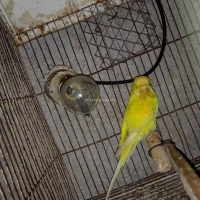 exhibition-red-eye-female-australian-budgies-rawalpindi-6