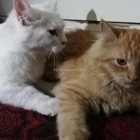 persian-kittens-persian-cats-karachi-2