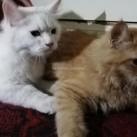 persian-kittens-persian-cats-karachi-5